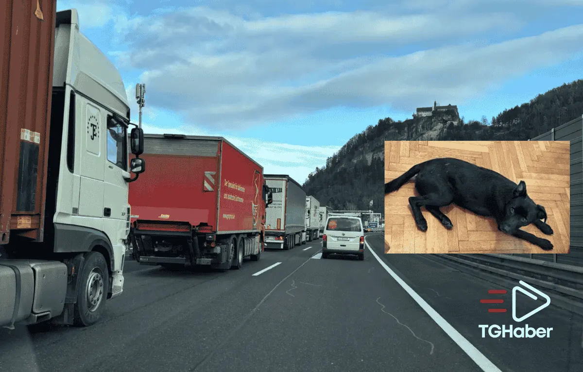 Kaçan Köpek Trafiği Felç Etti